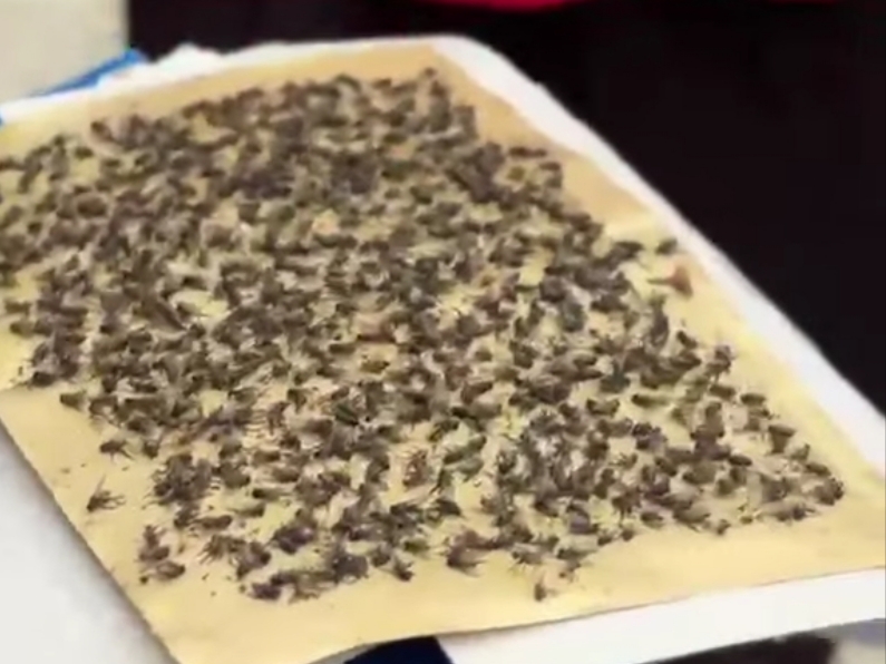 ஜெராம் பத்து பாத்தா கிராமத்தில் ஈக்கள் படையெடுப்பு தொடர்கிறது!- மாநில அரசின் நடவடிக்கை தேவை.